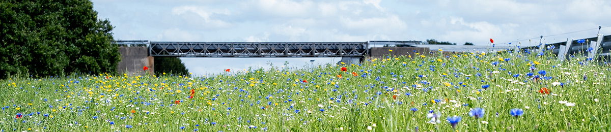 A wild flower meadow